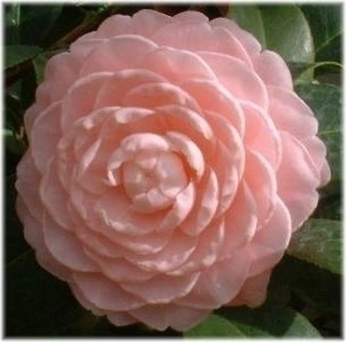 Domanda : camelia sotto la neve
