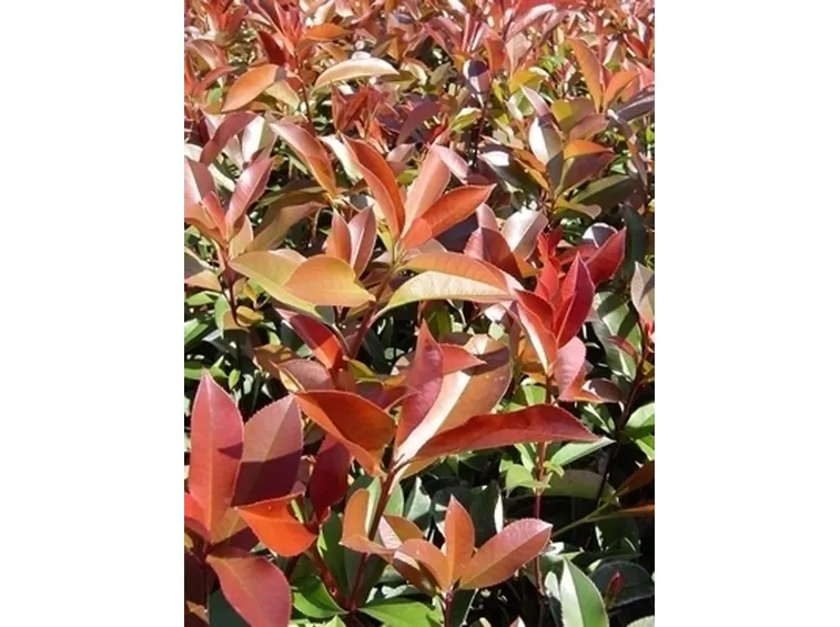 Domanda : Che insetto popola la mia siepe di photinia?