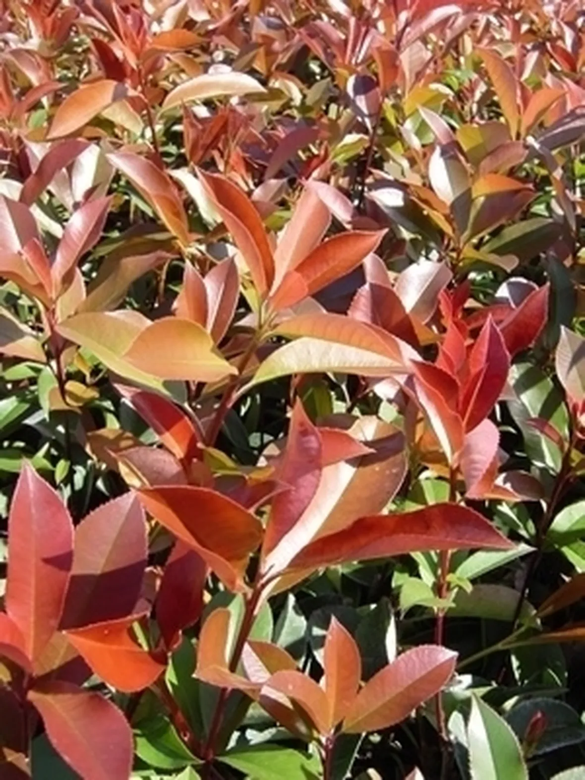 Domanda : Che insetto popola la mia siepe di photinia?