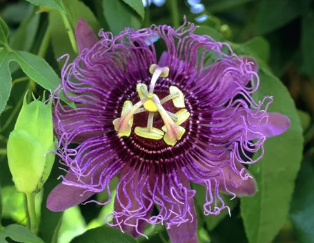 Domanda: Che pianta è ? (passiflora caerulea)