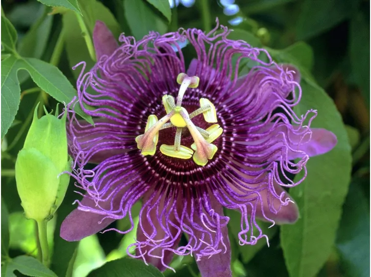 Domanda: Che pianta è ? (passiflora caerulea)