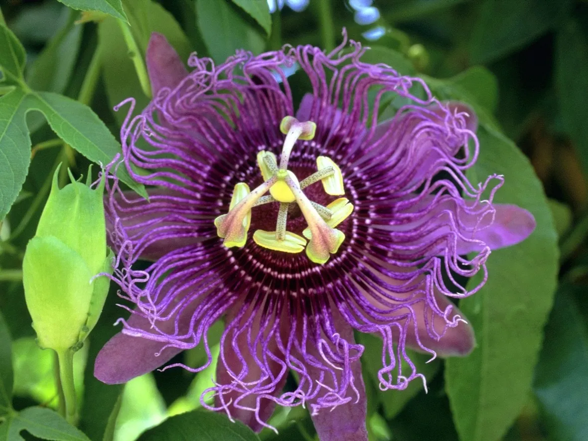 Domanda: Che pianta è ? (passiflora caerulea)