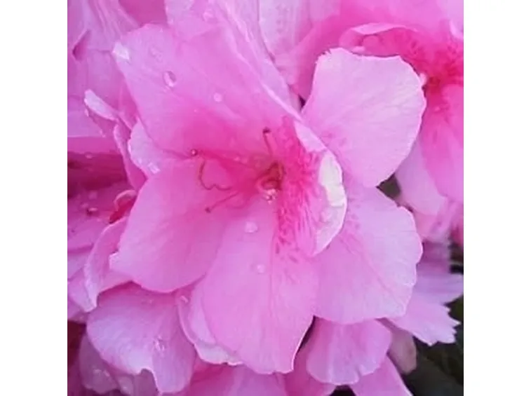 Domanda: coltivare una azalea in rifugio
