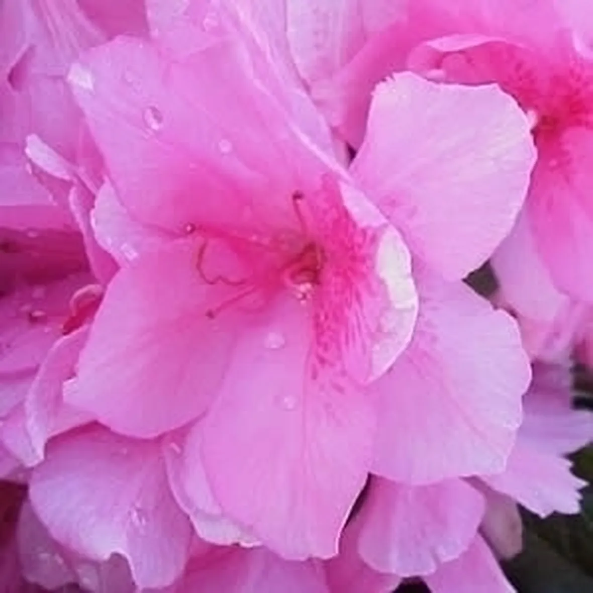 Domanda: coltivare una azalea in rifugio