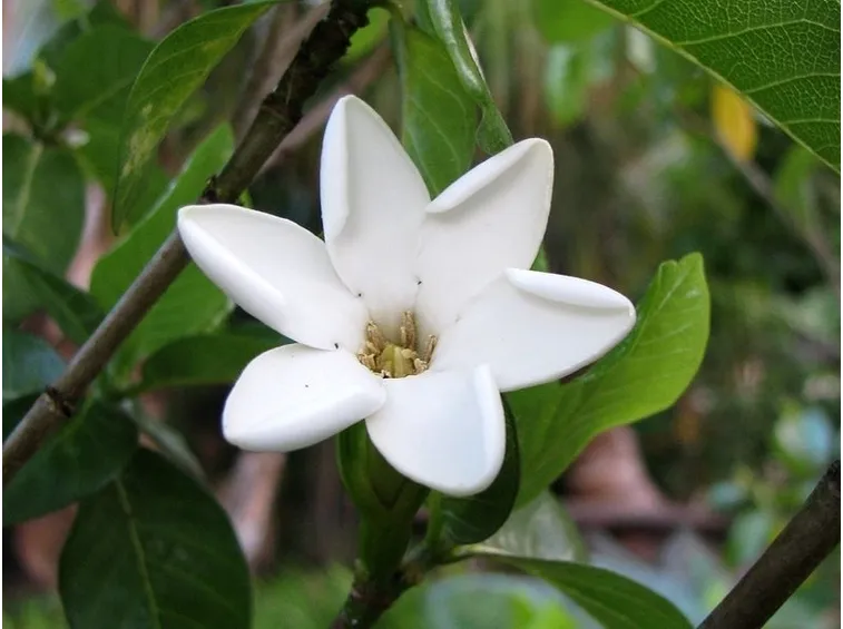 Domanda: coltivazione gardenia