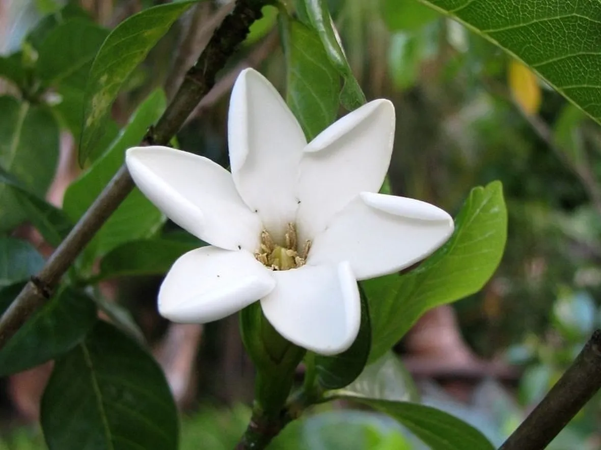 Domanda: coltivazione gardenia