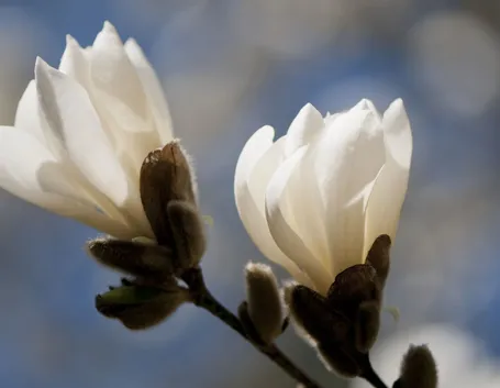 Domanda : consiglio talea magnolia e pino