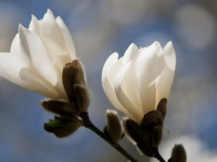 Domanda : consiglio talea magnolia e pino