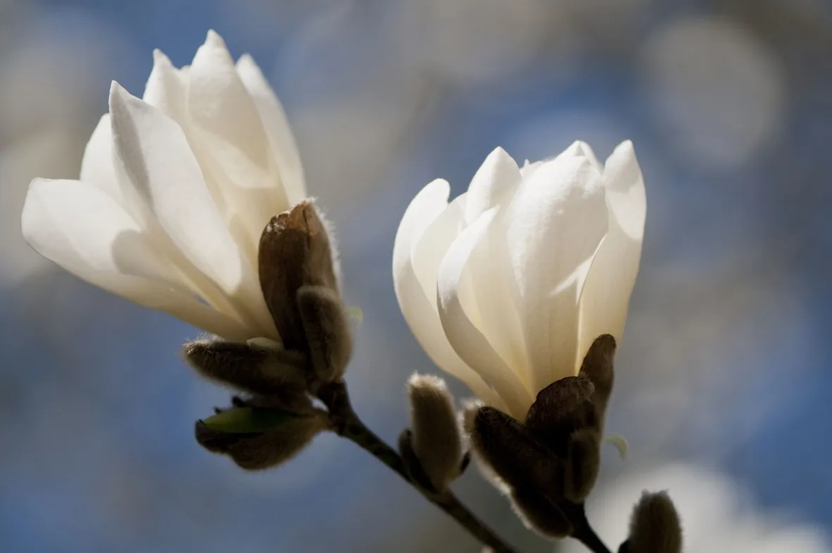 Domanda : consiglio talea magnolia e pino