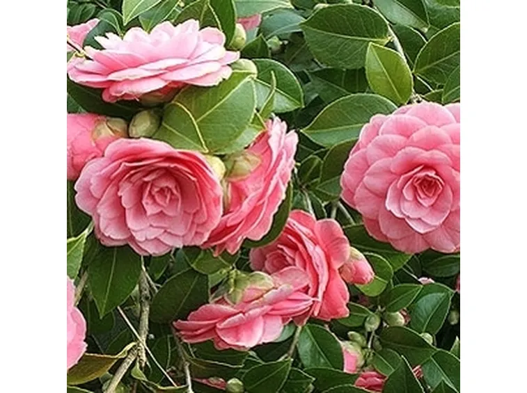 Domanda: cosa accade ai boccioli della mia camelia?