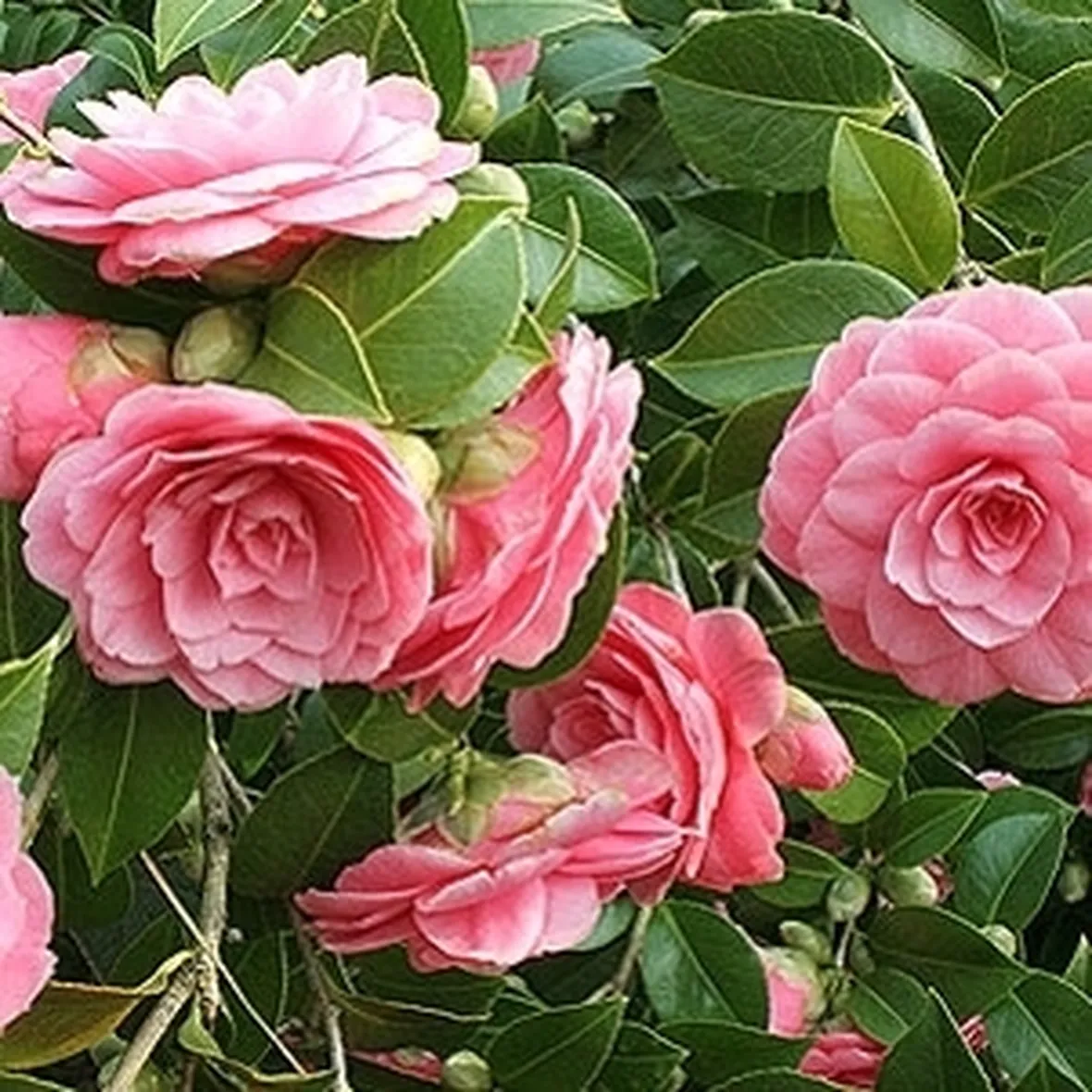 Domanda: cosa accade ai boccioli della mia camelia?