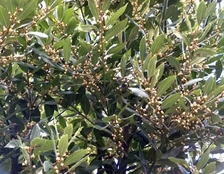 Domanda: cosa fare con un alloro rovinato dal freddo?