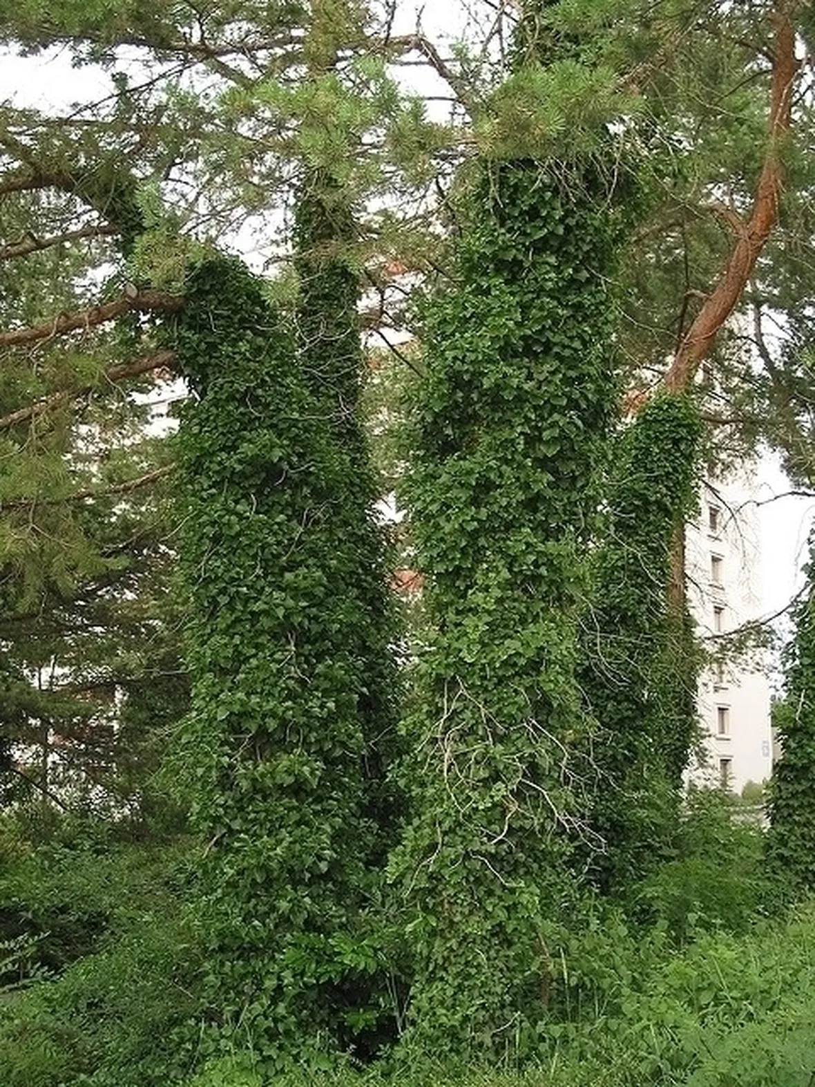 Domanda: Edera e oleandro