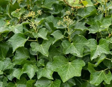 Domanda: Edera