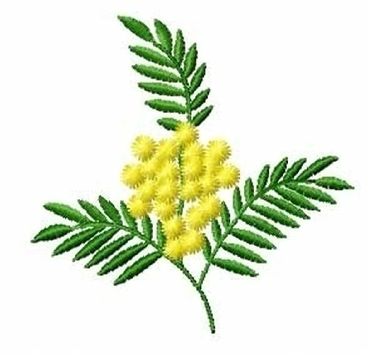 Domanda : Fiori della Mimosa
