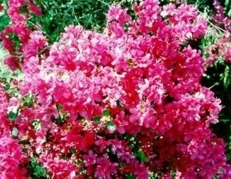 Domanda : Foglie gialle azalea