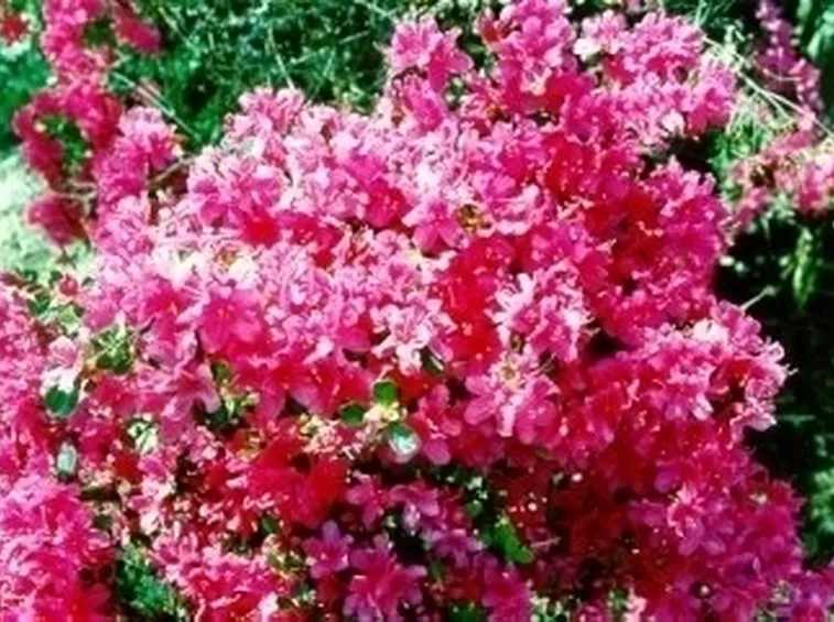 Domanda : Foglie gialle azalea