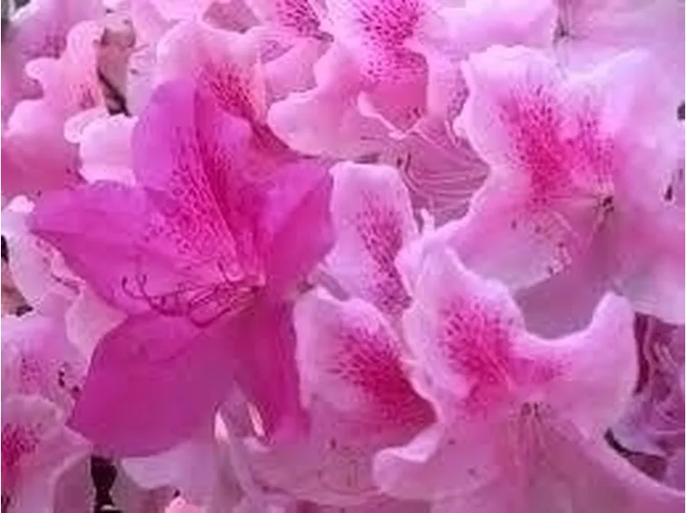 L'azalea per la festa della mamma