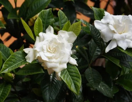 Gardenia