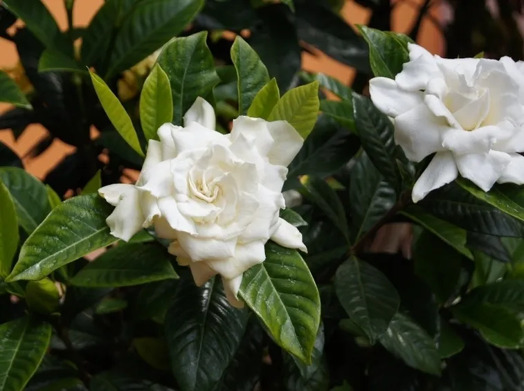 Gardenia
