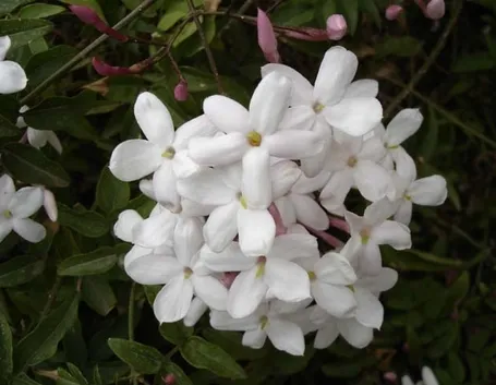 Domanda: Gelsomino