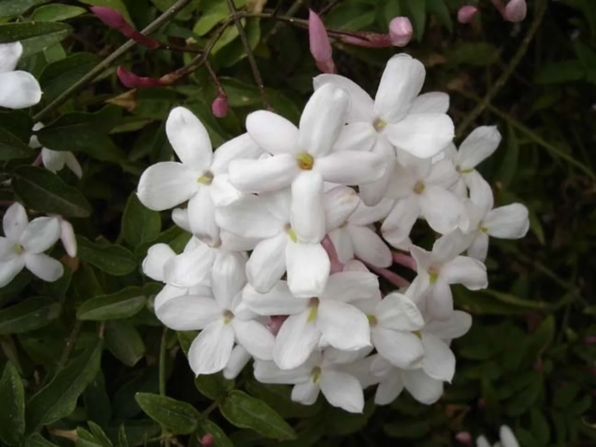 Domanda: Gelsomino