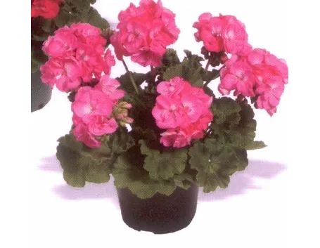 Domanda: Gerani