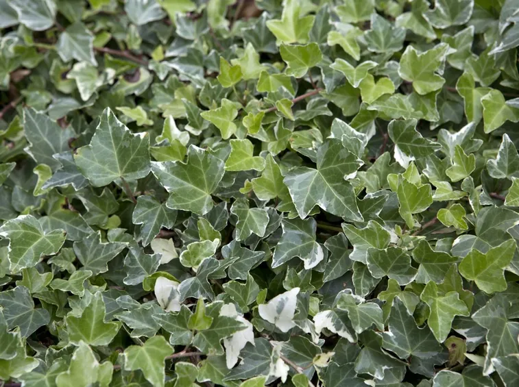 Domanda : hedera helix