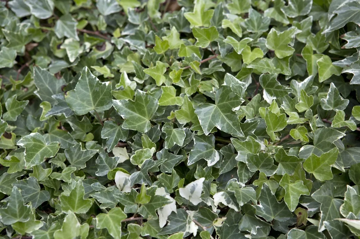 Domanda : hedera helix