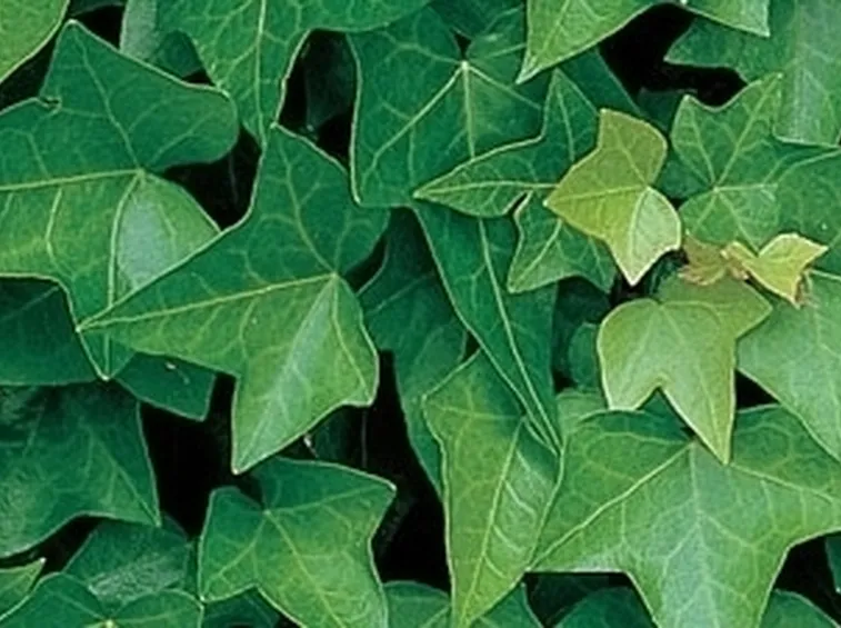 Domanda : Hedera