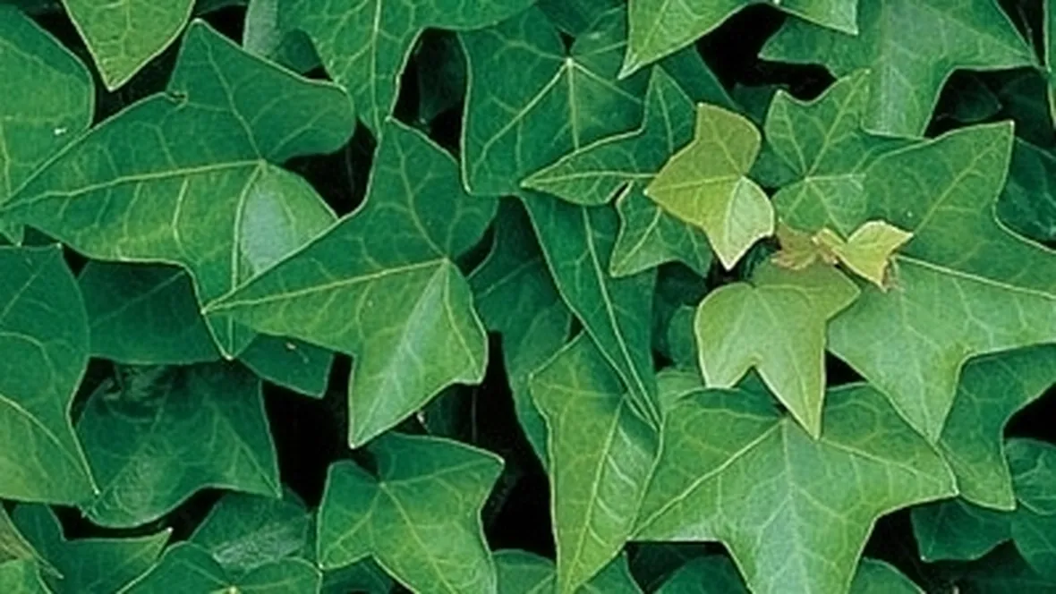 Domanda : Hedera