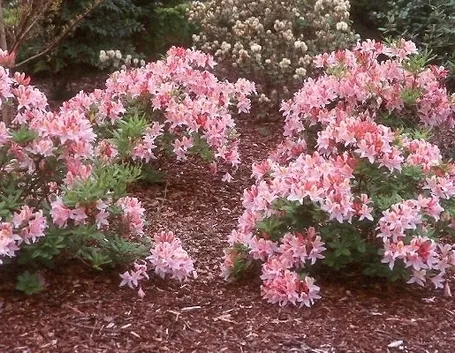 Domanda : help azalea