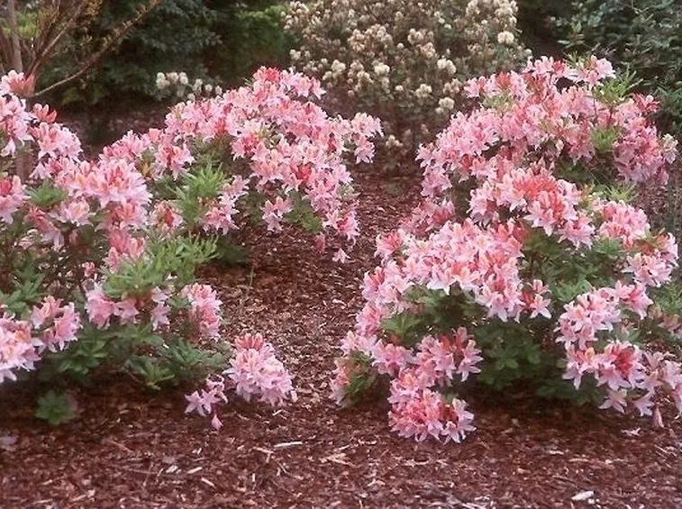 Domanda : help azalea