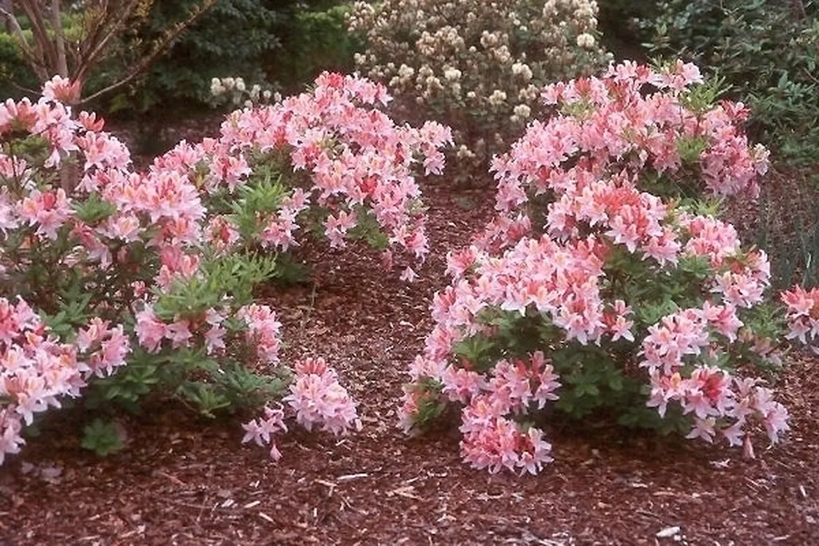 Domanda : help azalea