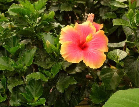 Domanda: Hibiscus con foglie gialle