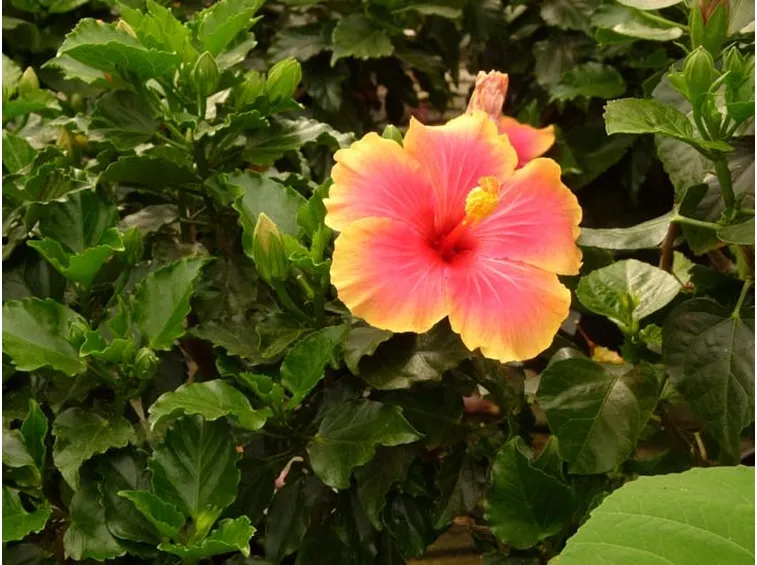 Domanda: Hibiscus con foglie gialle