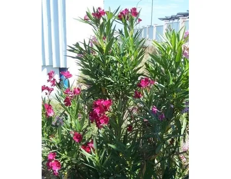 Domanda : I fiori dell'oleandro