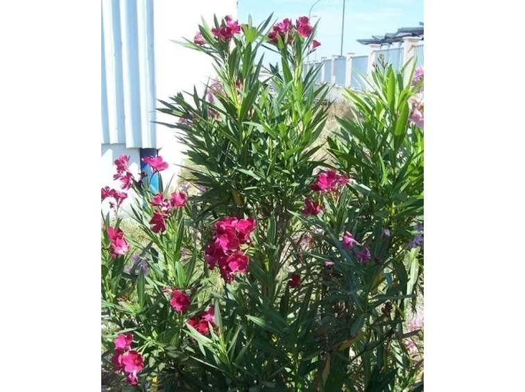 Domanda : I fiori dell'oleandro