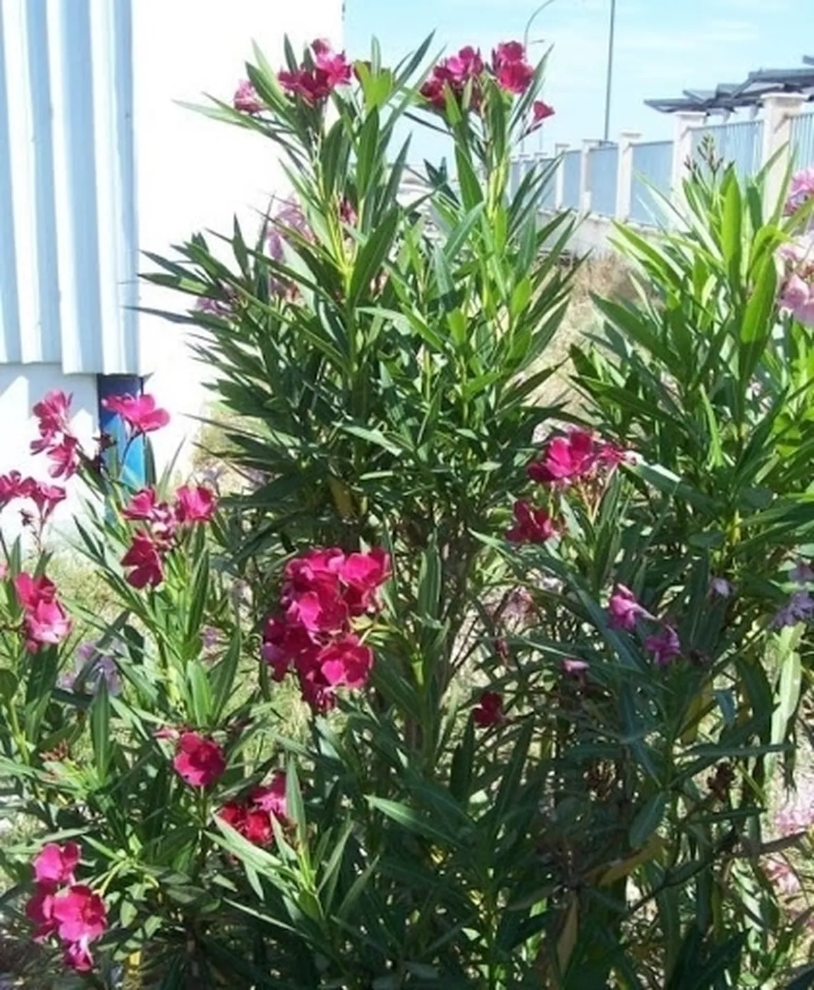 Domanda : I fiori dell'oleandro