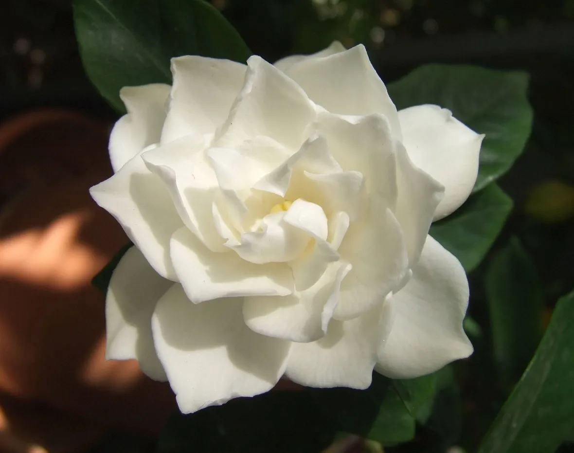 Domanda: Ingiallimento apicale della gardenia