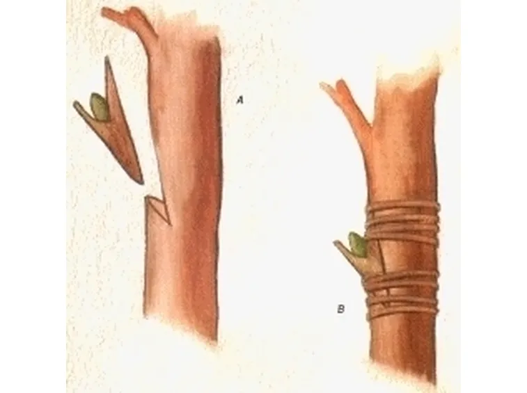 Domanda: Innesto e diserbo