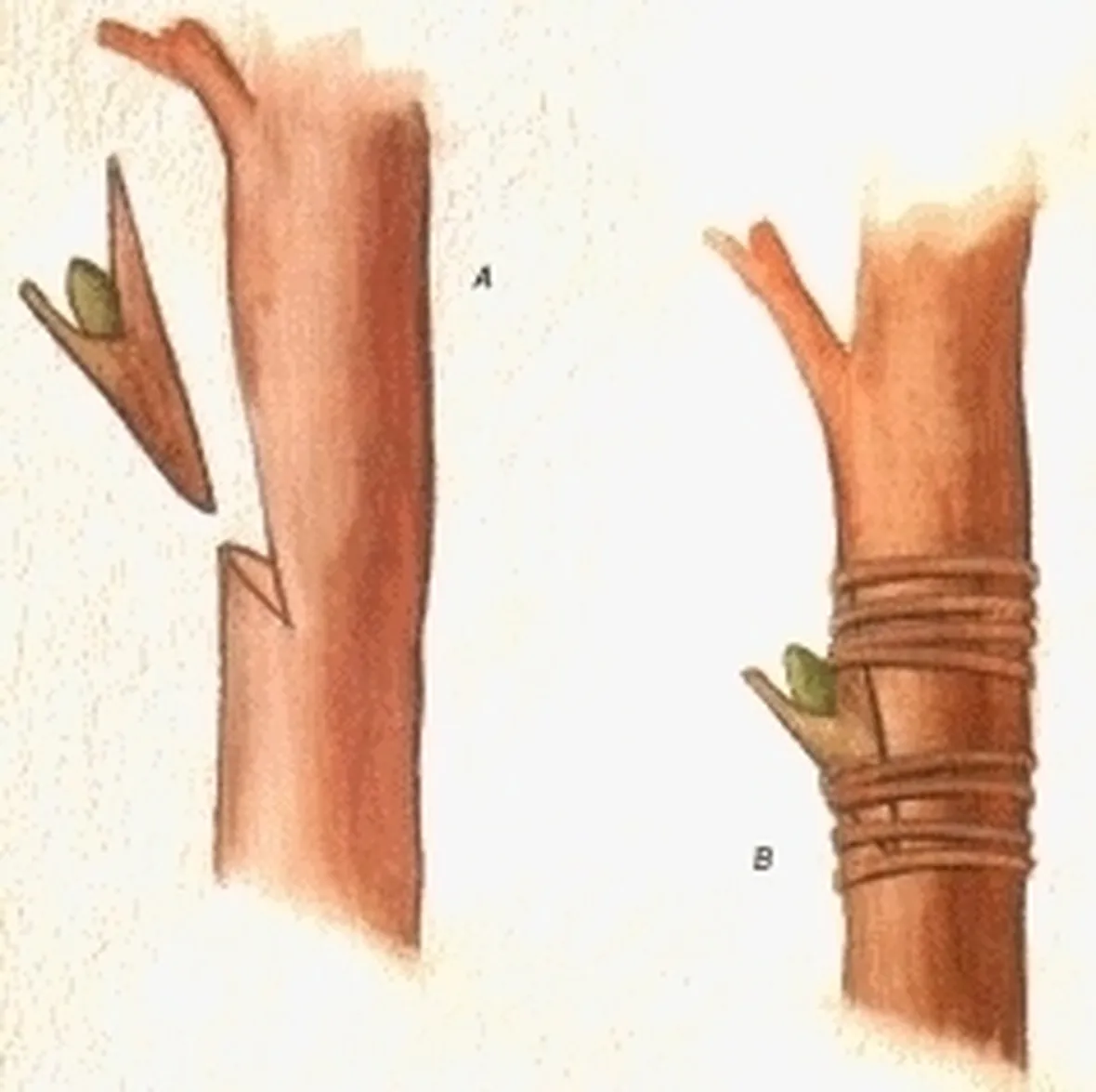 Domanda: Innesto e diserbo