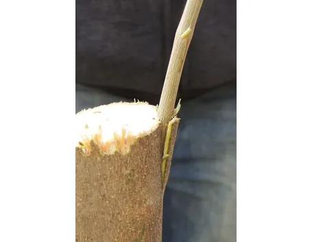 innesto ficus bengamin