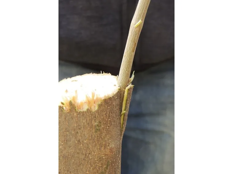 innesto ficus bengamin