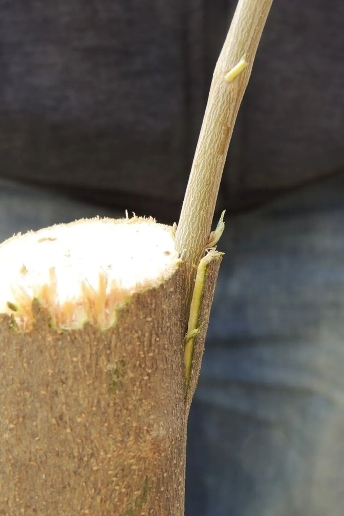 innesto ficus bengamin