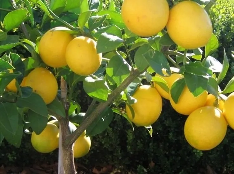 Domanda: innesto limone