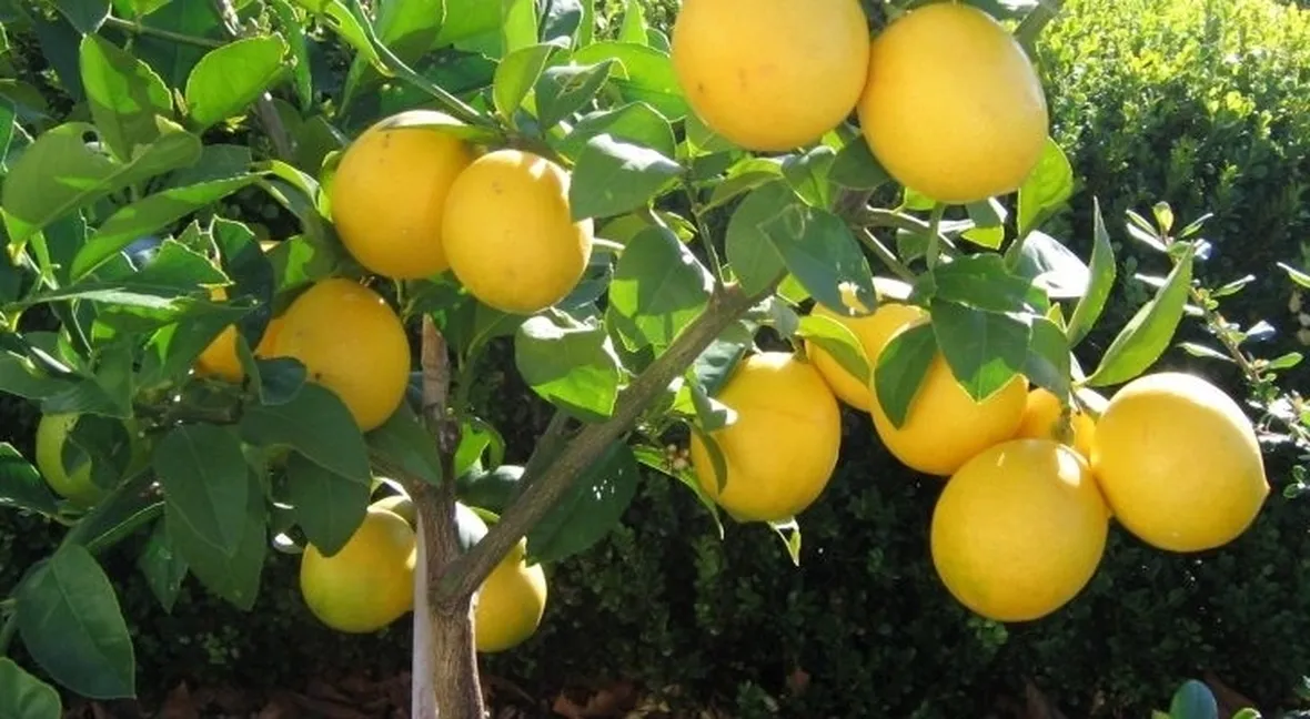 Domanda: innesto limone