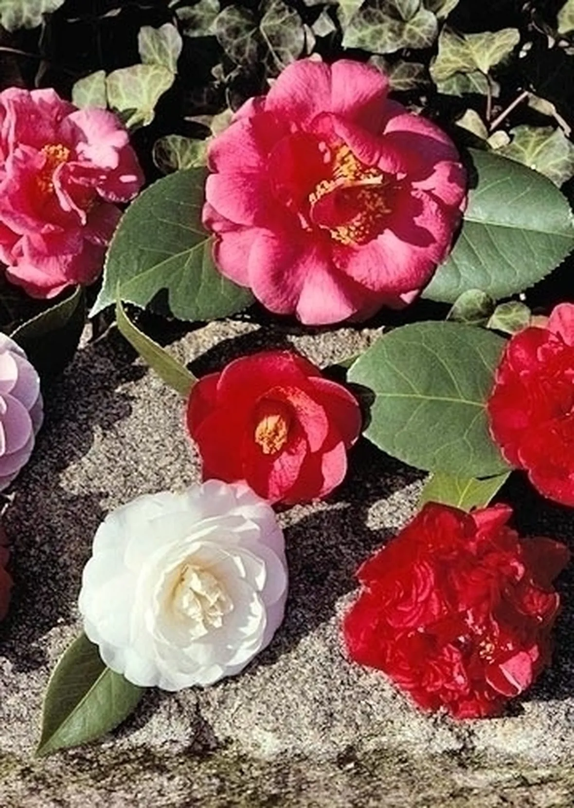 Domanda: la mia camelia sofferente