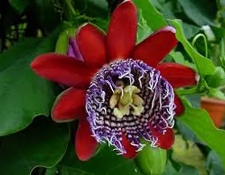 Domanda: la passiflora