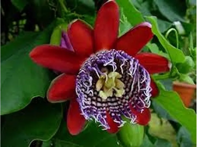 Domanda: la passiflora